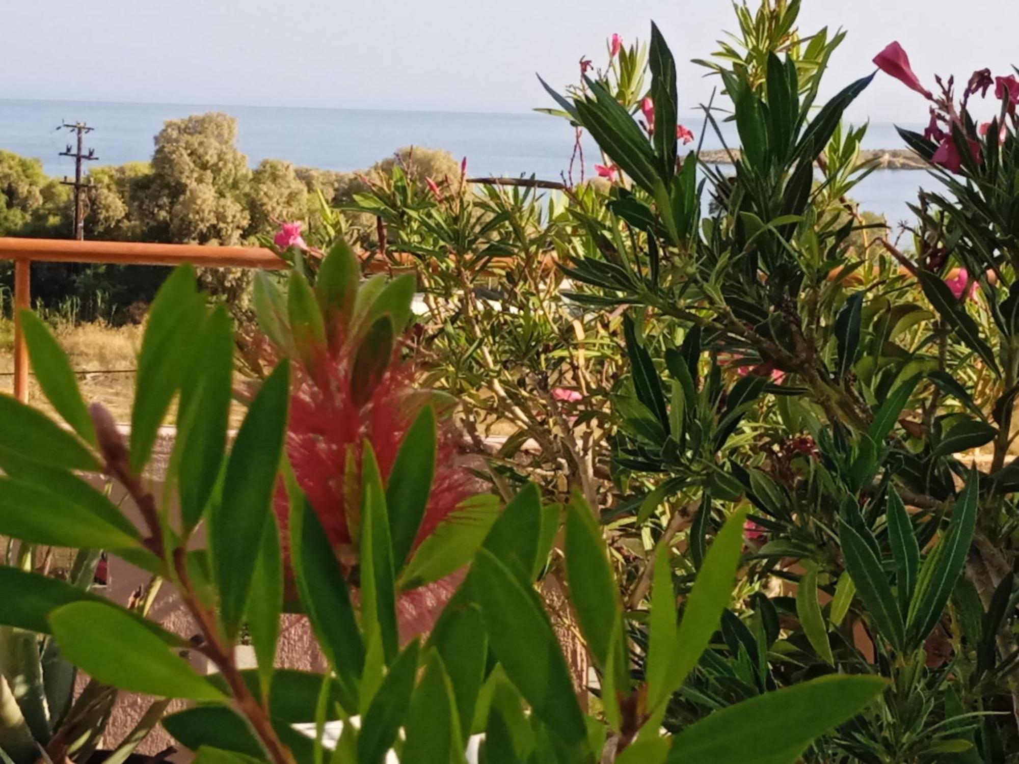 Ilona Apartments Chania Kato Daratso Oda fotoğraf