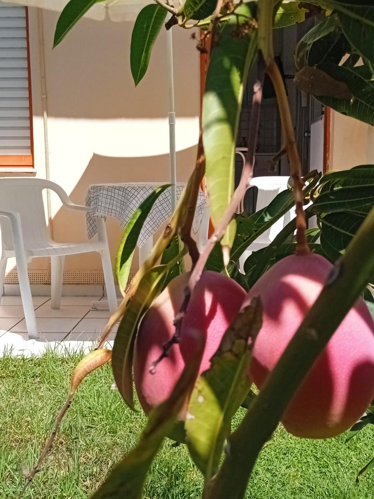 Ilona Apartments Chania Kato Daratso Oda fotoğraf