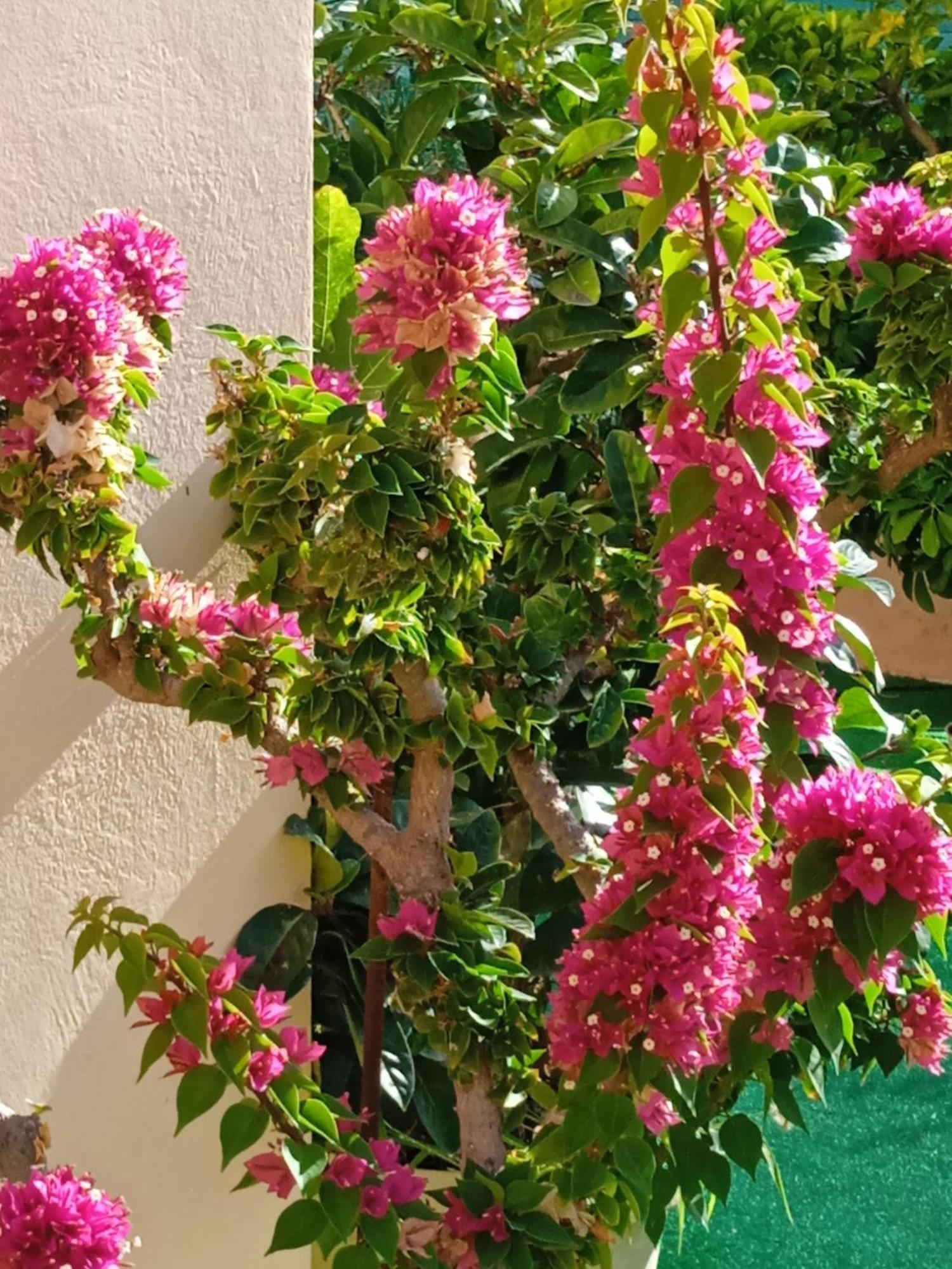 Ilona Apartments Chania Kato Daratso Oda fotoğraf